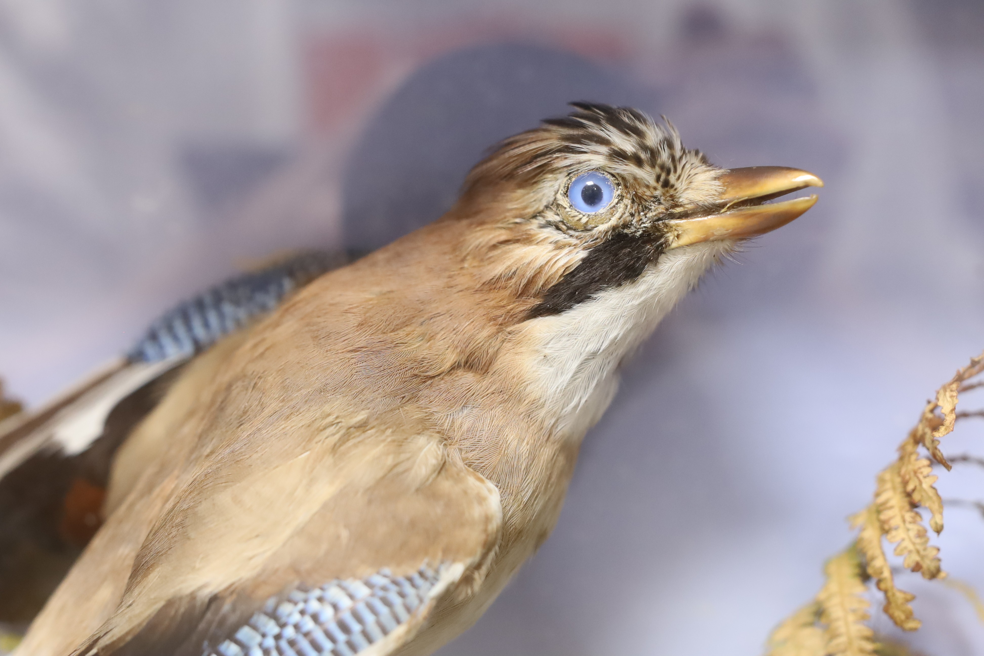 A cased taxidermy Jay, 38 cms wide x 41 high